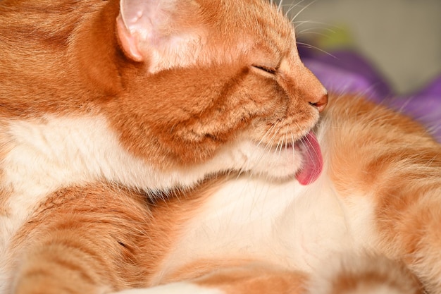 Photo red cat licking fluffy fur