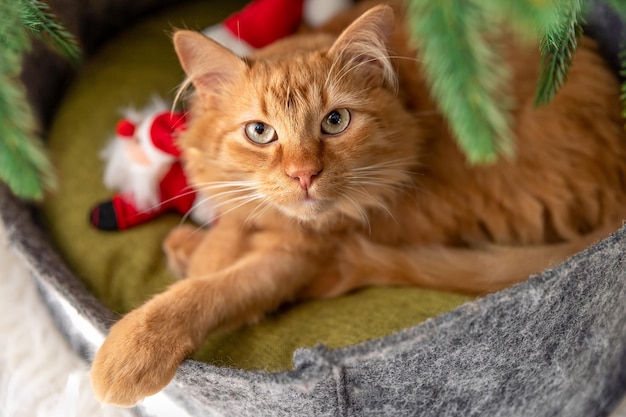 赤猫はクリスマス ツリーの下の猫のベッドに横たわっています。