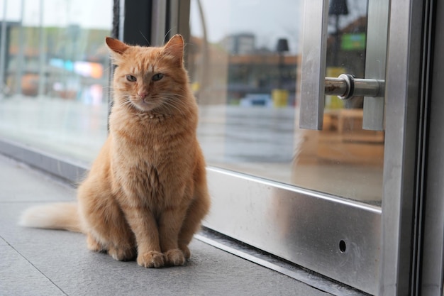 Red cat looking around outdoor