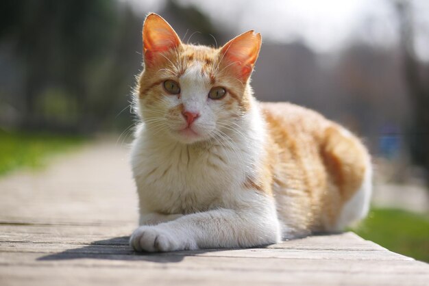 屋外を見回す赤い猫