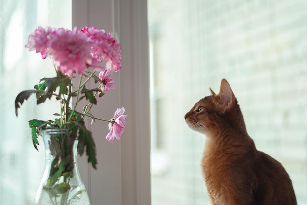 Photo red cat looks at a bouquet of pink flowers on the window spring mood and springtime concept cozy home with pets