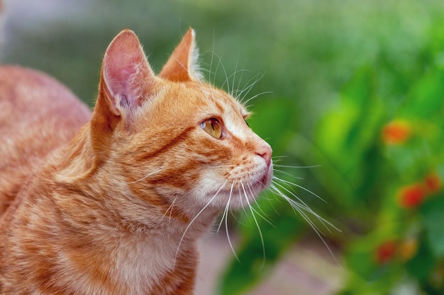 赤い猫が見上げる