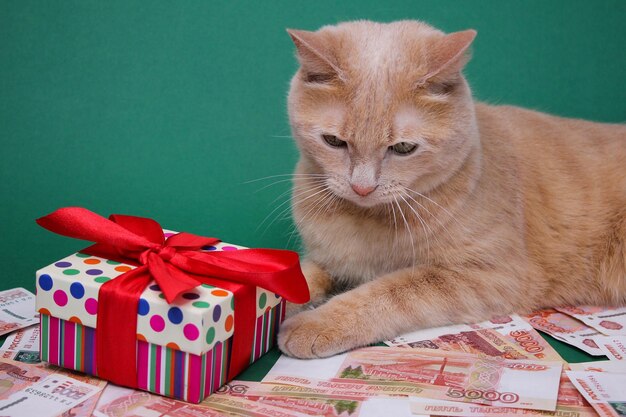 A red cat lying among five thousand russian banknotes next to a bright gift box with a red bow