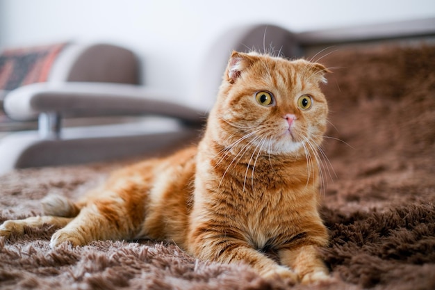 Рыжий кот лежит дома на коричневом диване. Красивое лицо животного с большими желтыми глазами.