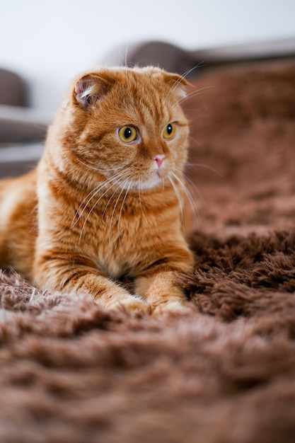 自宅の茶色のソファに横たわっている赤い猫。大きな黄色い目を持つかわいい顔の動物。ペットを運ぶ。