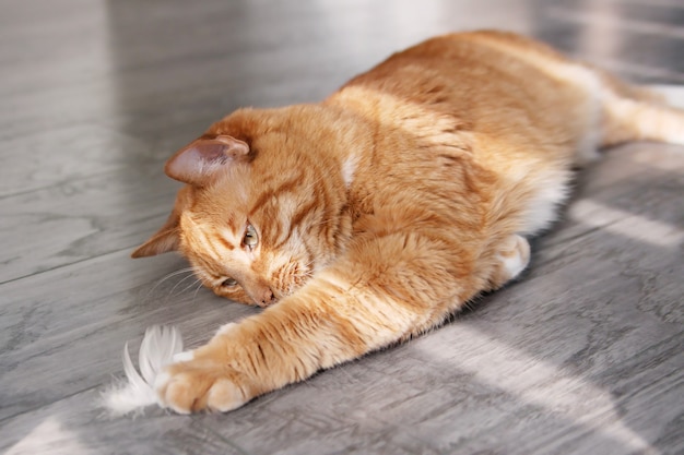 Red cat lying on the floor and playing with a white feather