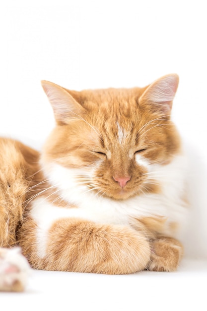 Red cat lying on a window sill isolated on white background