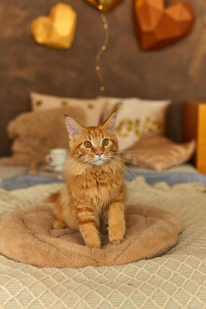 Red cat Maine Coon 5 month old on the bed