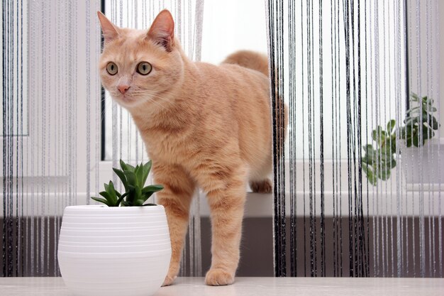 A red cat making its way from the windowsill through the thread curtain