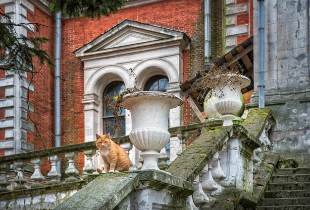 Red cat on the mossy railing of an abandoned estate in the village of Bykovo Moscow Region