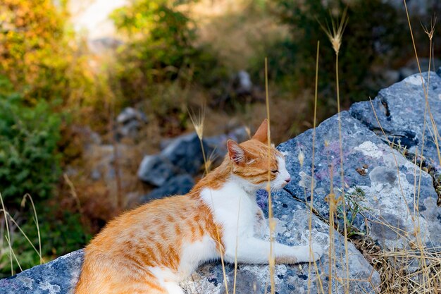 Red cat in nature