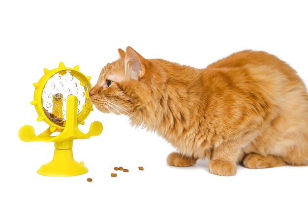 Red cat near a yellow toy with dry food on a white background. Isolated