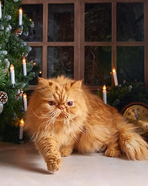 Рыжий кот на новогоднем столе