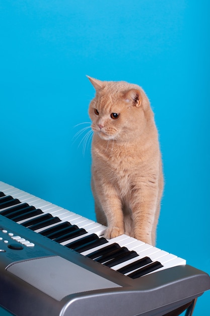 Red cat plays music with its paw on a piano key