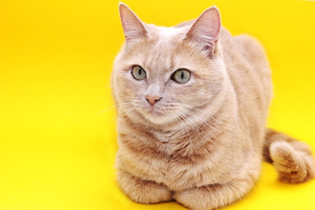 Red cat posing on a yellow background.