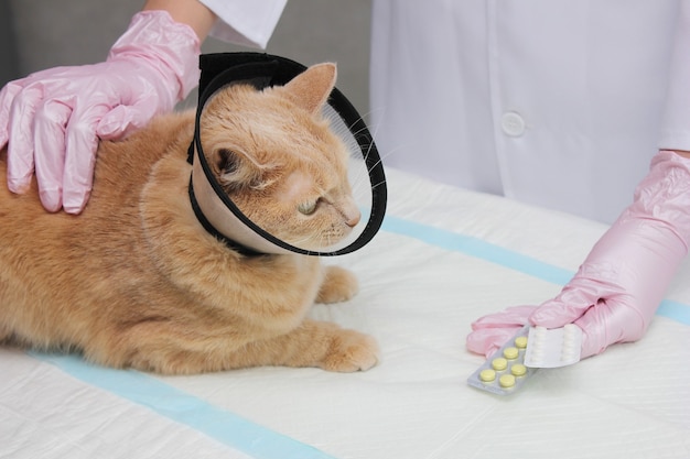 A red cat in a protective collar at the vet. Examination and treatment of pets.