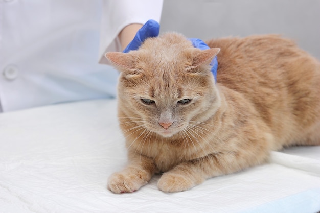 獣医のレセプションで赤猫。獣医で。猫は獣医師によって検査されています。