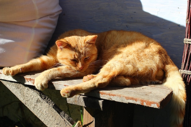 The red cat resting on the bench