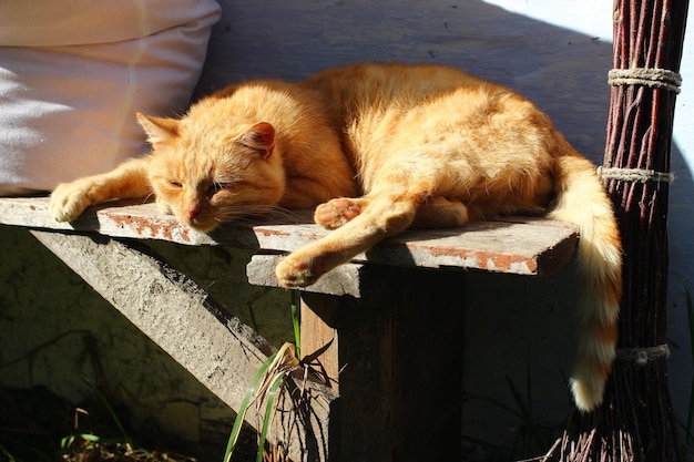 ベンチで休んでいる赤い猫