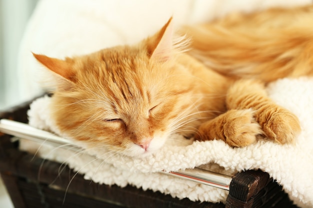 Red cat resting indoors