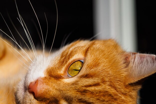 Рыжий кот отдыхает с открытыми глазами.