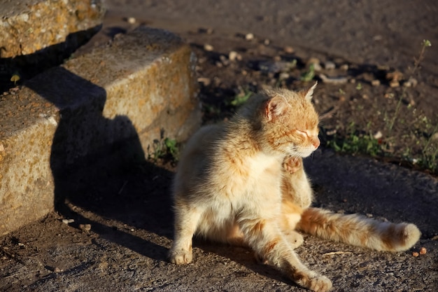 A red cat sits on the asphalt near the curb and basks in the sun