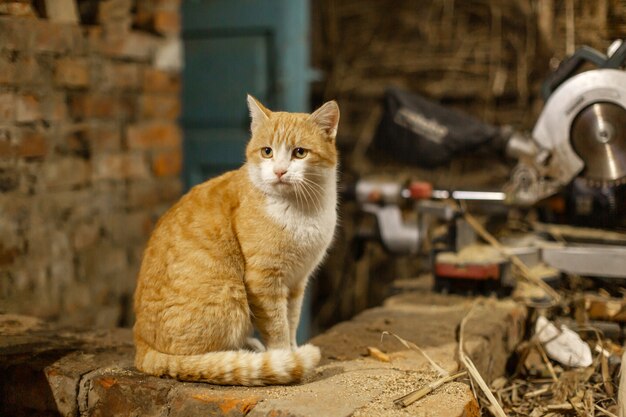 赤い猫が座って、レンガのオーブンで浴します。村のペットライフ