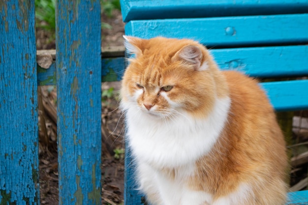 赤い猫が青いベンチに座っている高品質の写真