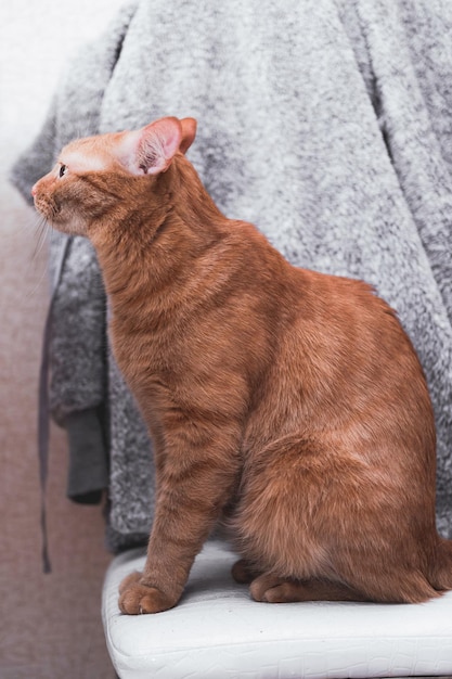 A red cat sits on a chair and looks away. A red-striped domestic non-pedigreed cat is resting at hom