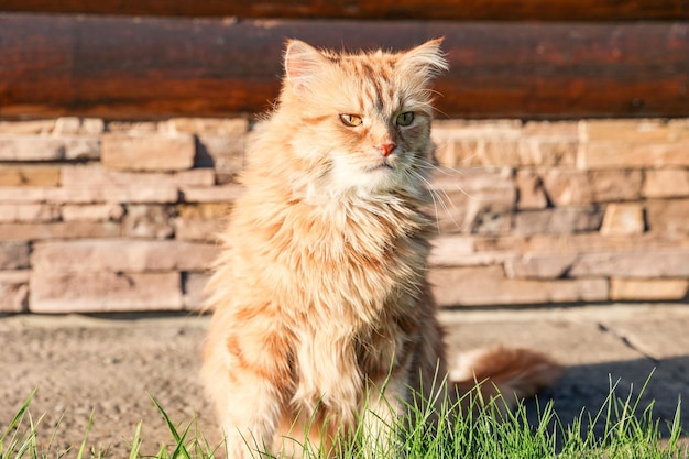 Red cat sits on the grass near the house