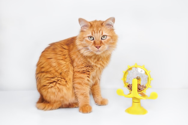 Красная кошка сидит рядом с желтым игрушечным кормильцем с сухим пищей на белом фоне