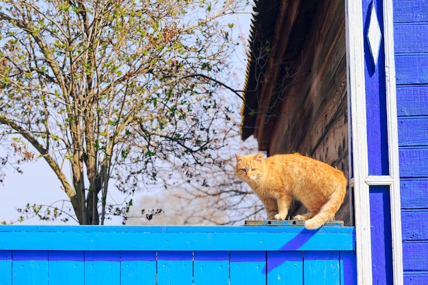 村の青い柵に座っている赤い猫