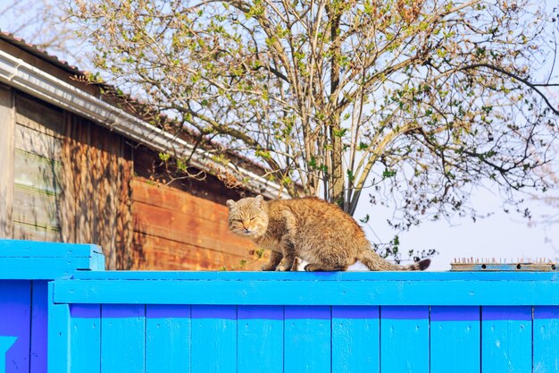 Red cat sitting on the blue fence