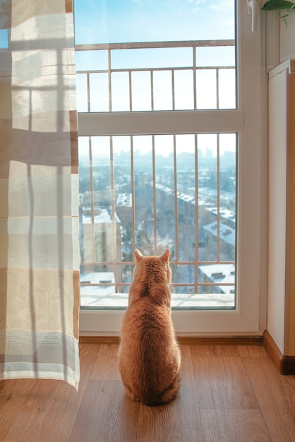 Red cat sitting by the window watching cityscape