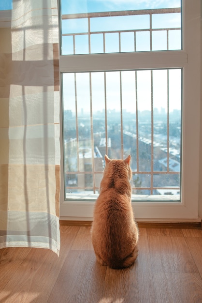 Red cat sitting by the window watching cityscape