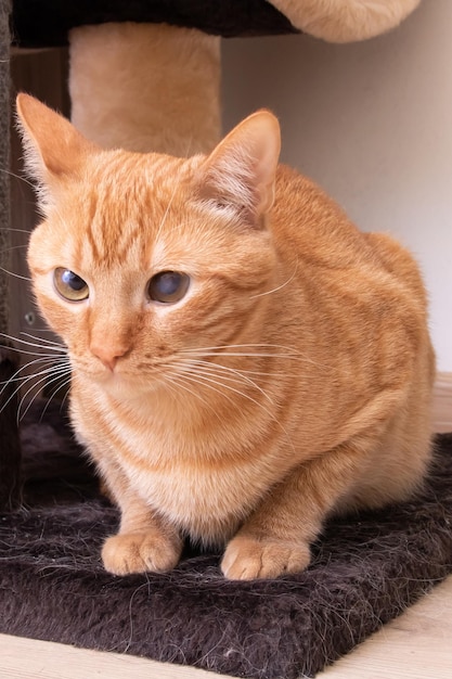 Red cat sitting on the floor closeup