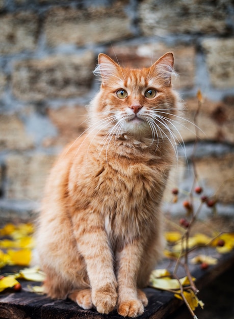 Red cat sitting and looking at the camera