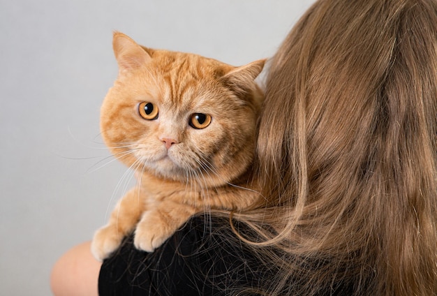 Il gatto rosso seduto su una spalla al bambino razza scottish straight color red blotched tabby