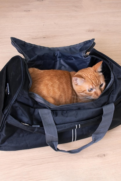 Red cat sitting in a travel bag