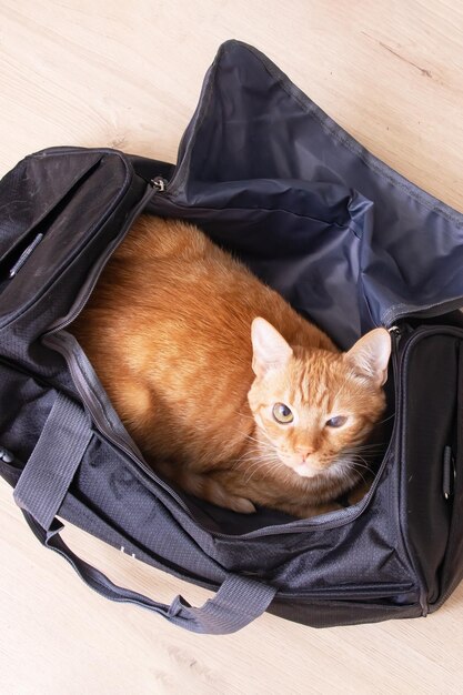 Red cat sitting in a travel bag