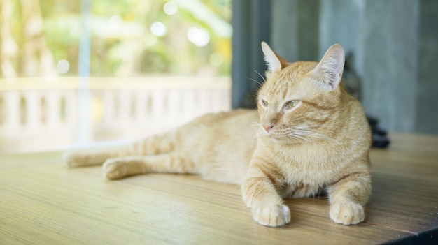 Red cat sitting on a wooden table.