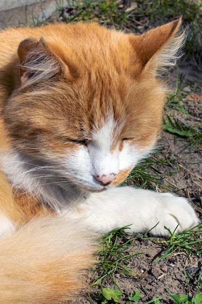 太陽の下で草の上で眠っている赤い猫