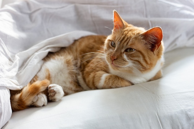 빨간 고양이 흰 담요에서 자 고입니다. 게으른 빨간 고양이 침대 시트에 자. 잠자는 고양이