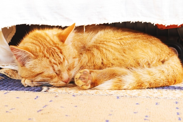 The red cat sleeps under the bench