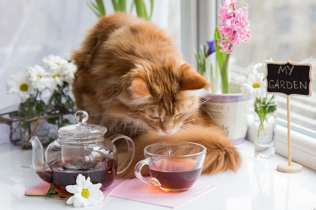 Red cat sniffing  mug of tea while standing on a table