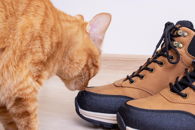 Red cat sniffs men's shoes on wooden floor