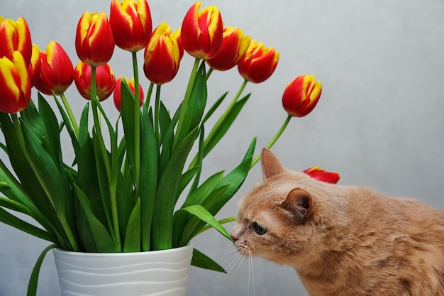 Gatto rosso e gatto dei tulipani che annusa un fiore di tulipano