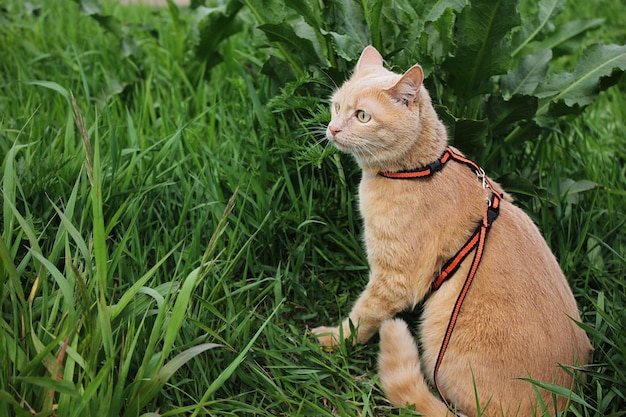 Red cat walk. A domestic cat is walking on a leash in the green grass on a summer day. Walking pets.