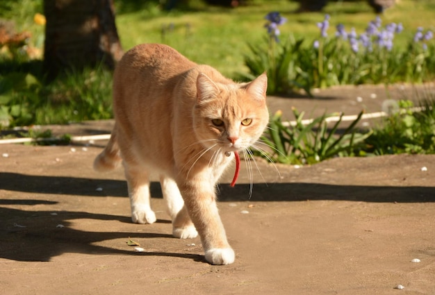 庭を歩く赤猫