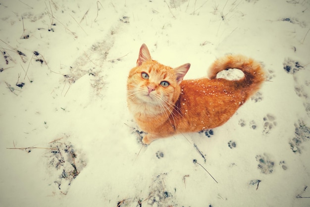 Red cat walking on the snow and looking up Perspective view